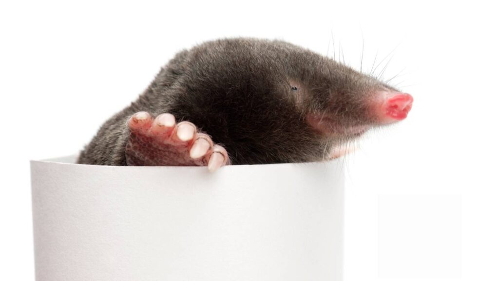 A mole on a white background